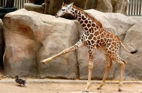 funny giraffe pics|weird looking giraffe.